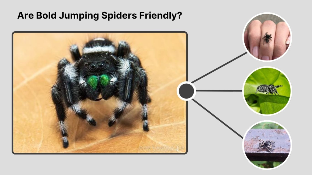 Are Bold Jumping Spiders Friendly?
