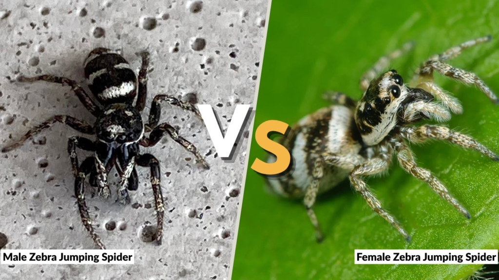 Male Zebra Jumping Spider