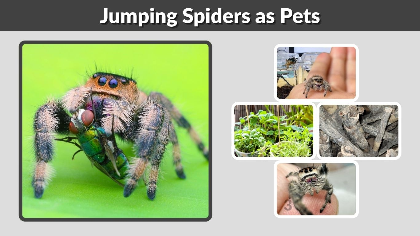 Jumping Spiders as Pets: Care, Lifespan, Food, and Setup