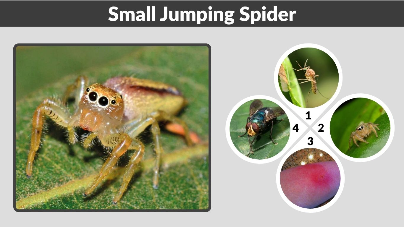 Small Jumping Spider: Identification, Bite and Facts