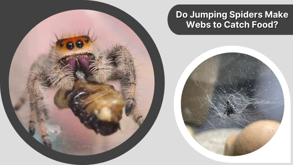 Do Jumping Spiders Make Webs to Catch Food?