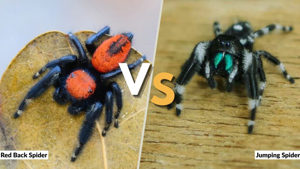 Red Back Spider vs Jumping Spider