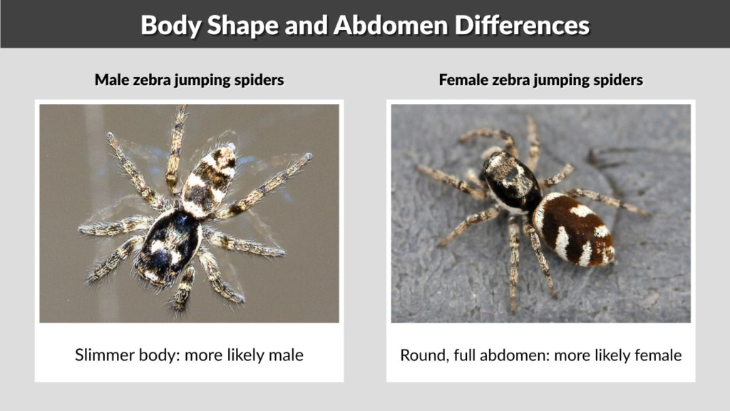 Body Shape and Abdomen Differences