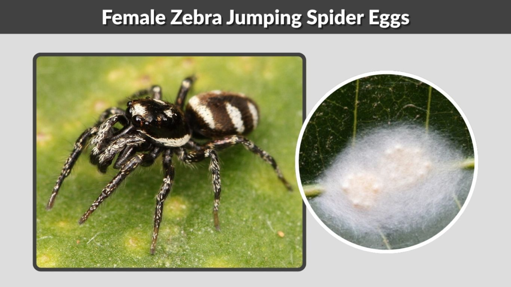 Female Zebra Jumping Spider Eggs