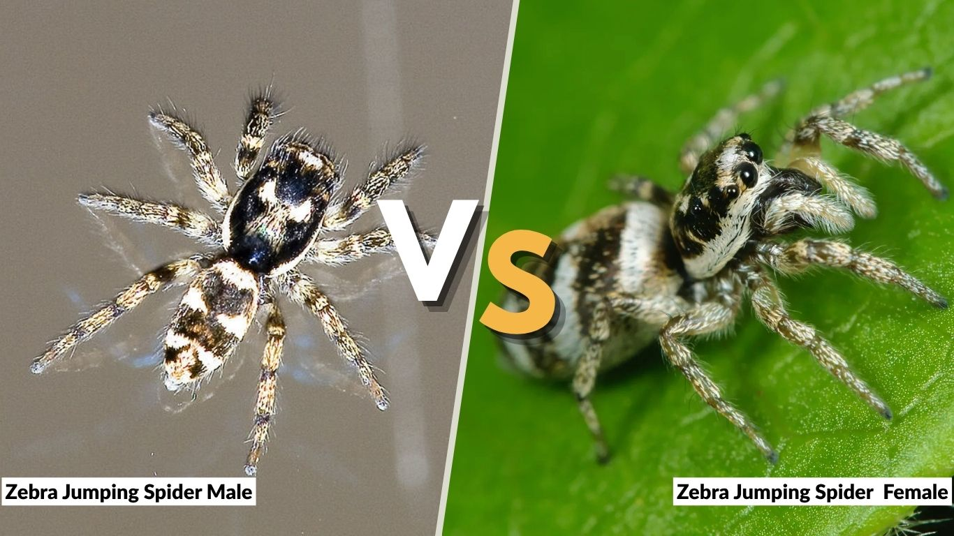Zebra Jumping Spider Male vs Female: Key Differences