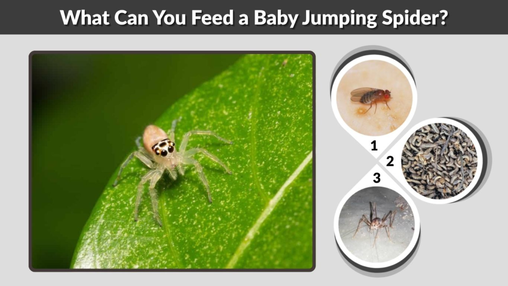 What Can You Feed a Baby Jumping Spider?