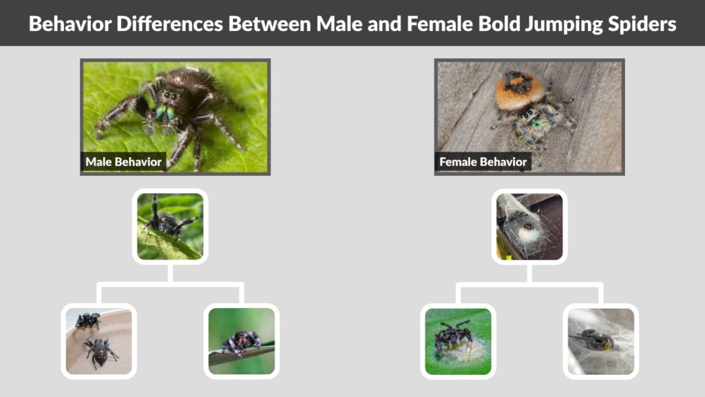 Behavior Differences Between Male and Female Bold Jumping Spiders