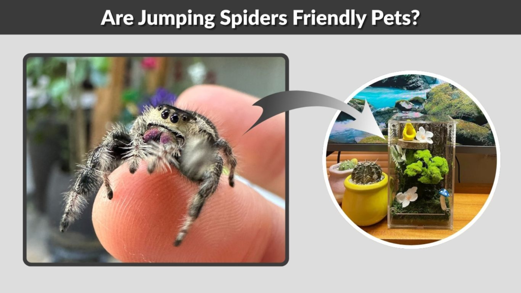 Are Jumping Spiders Friendly Pets?