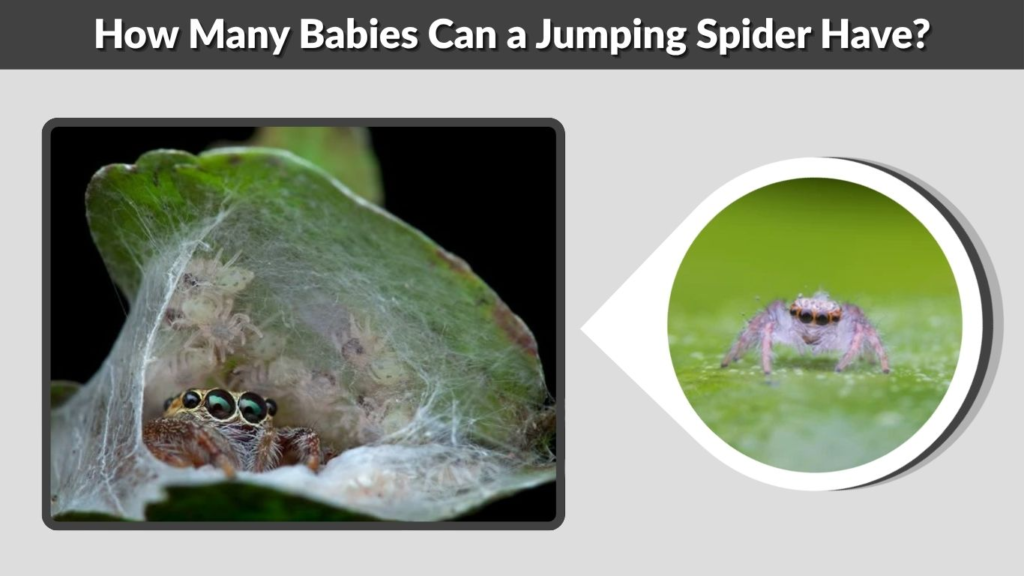 How Many Babies Can a Jumping Spider Have?