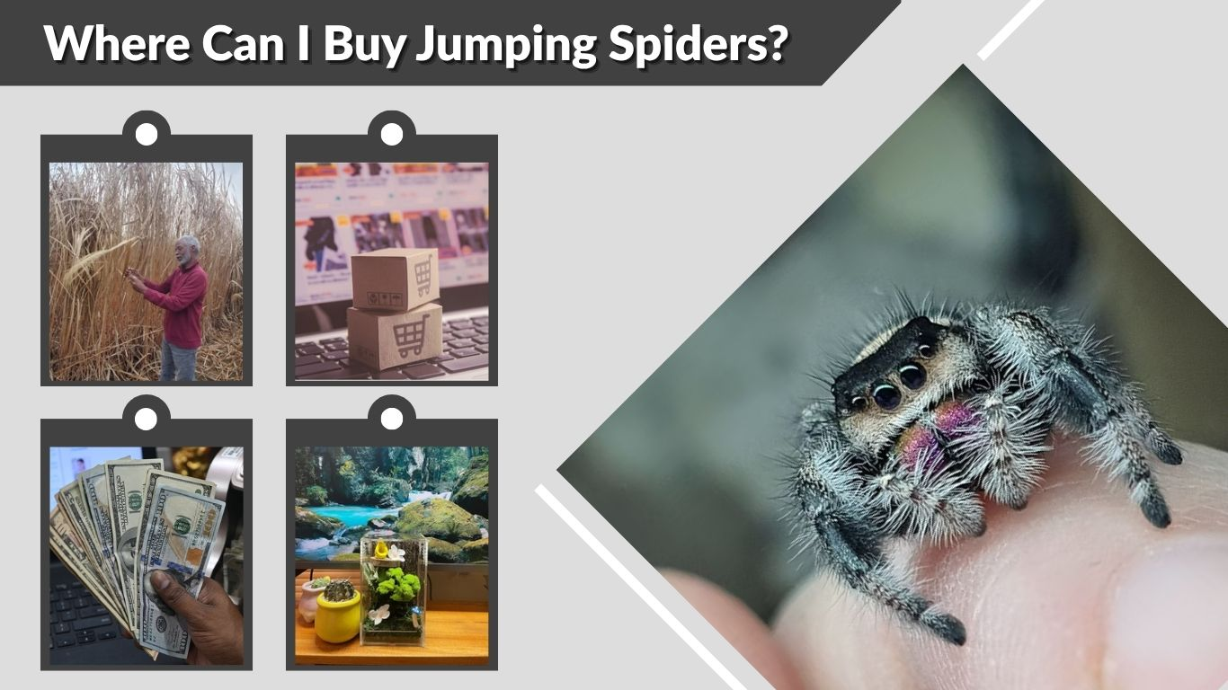 Where Can I Buy Jumping Spiders? Buying guide