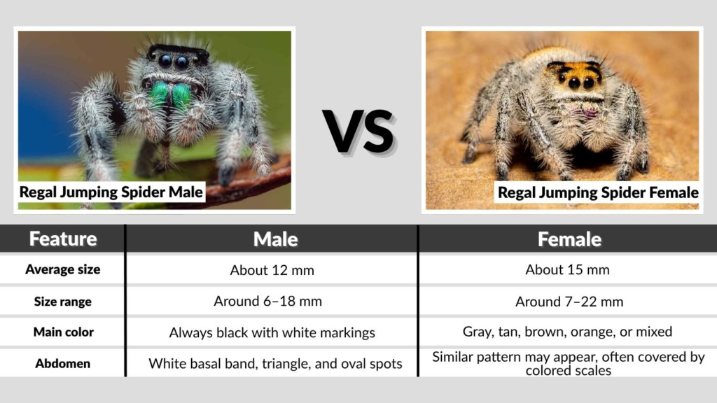 Regal Jumping Spider Male vs Female at a Glance