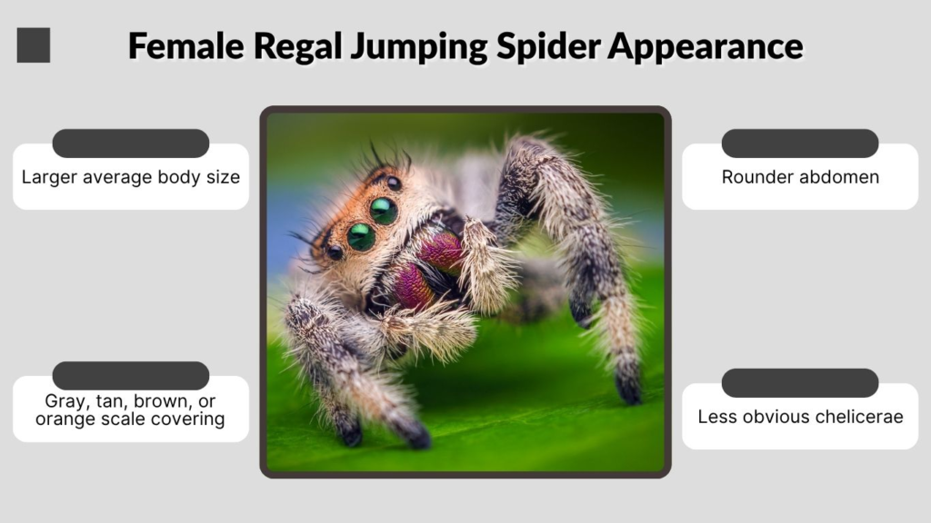Female Regal Jumping Spider Appearance