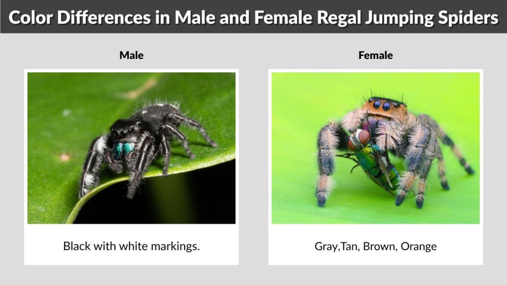 Color Differences in Male and Female Regal Jumping Spiders