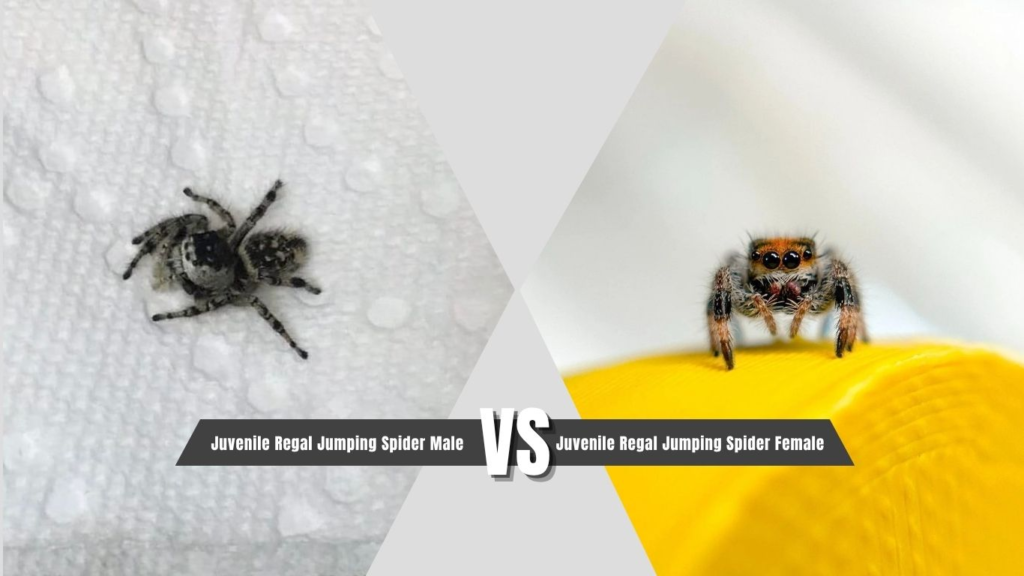 Juvenile Regal Jumping Spider Male vs Female