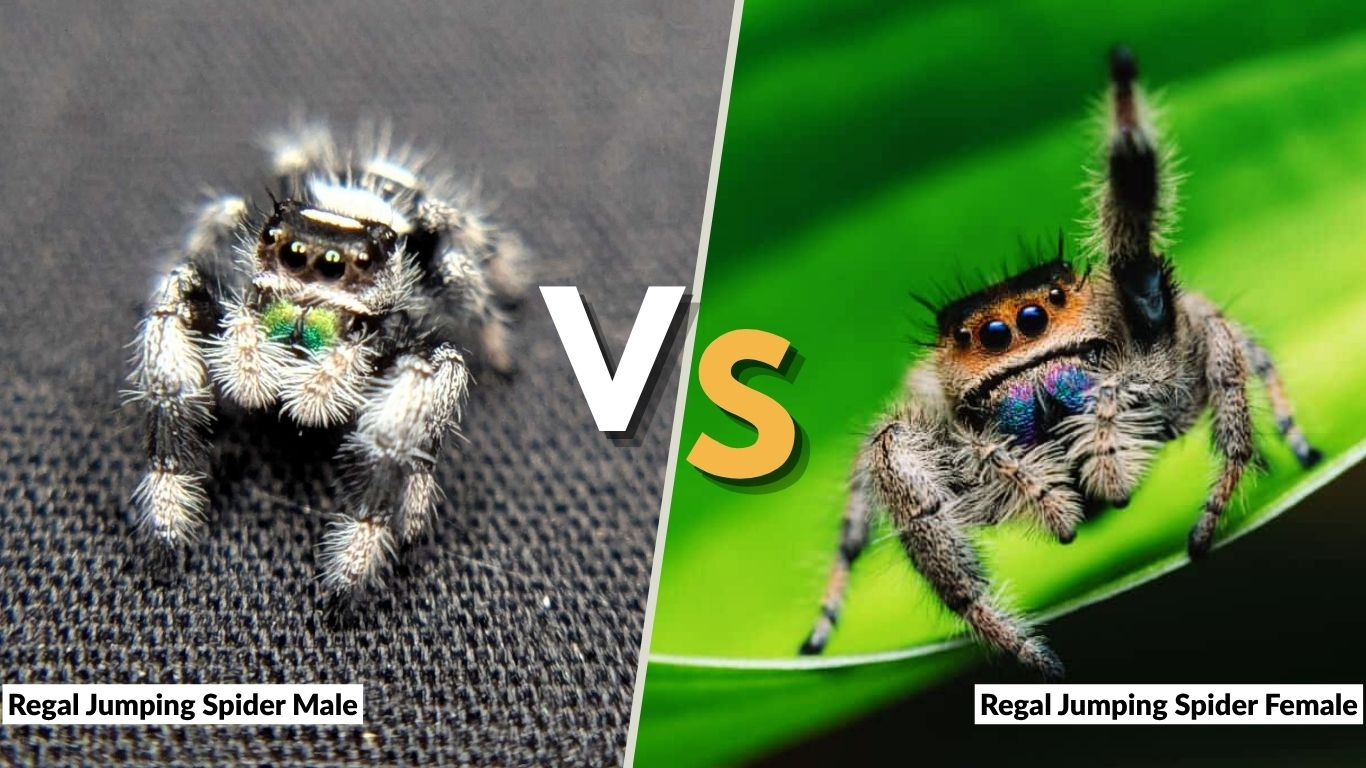 Regal Jumping Spider Male vs Female: Key Differences