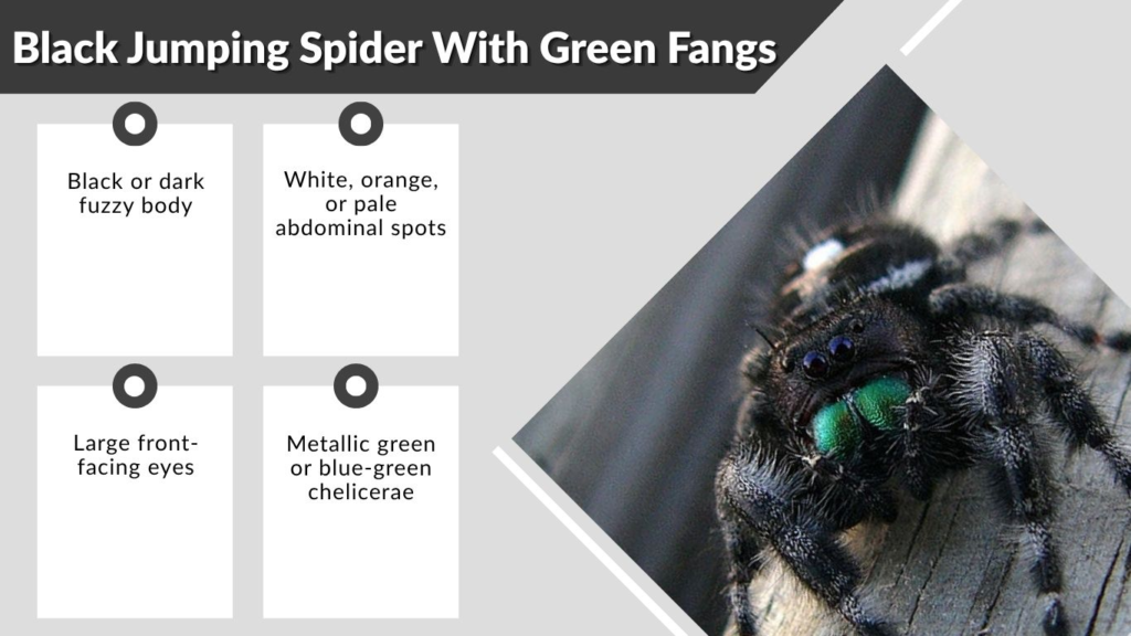Black Jumping Spider With Green Fangs