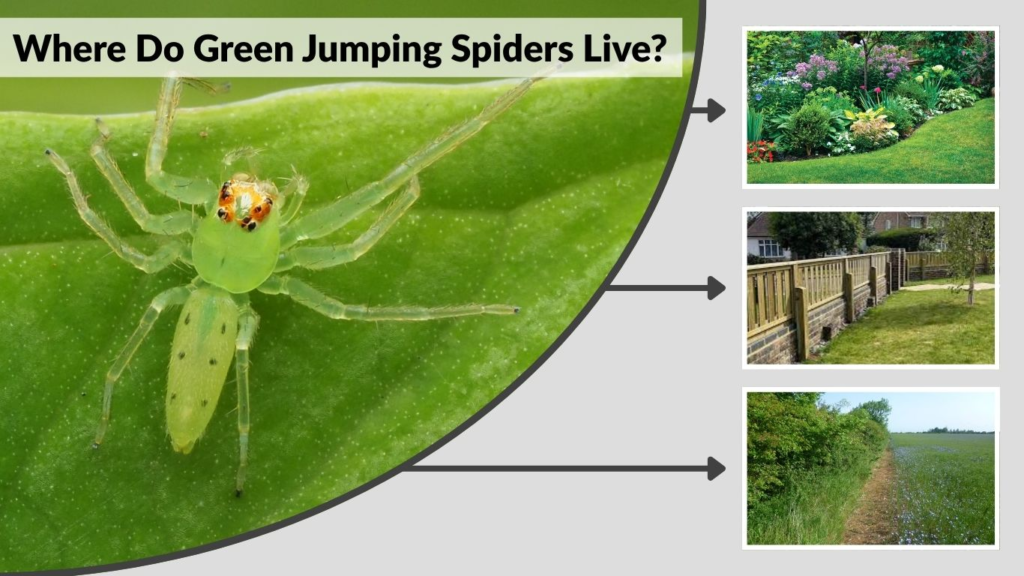 Where Do Green Jumping Spiders Live?