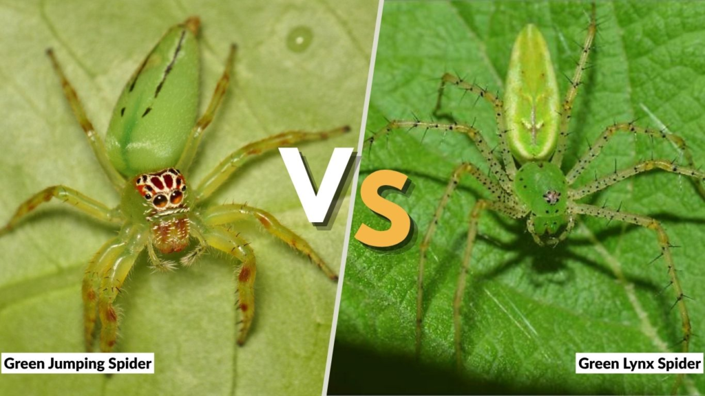 Green Jumping Spider vs Green Lynx Spider