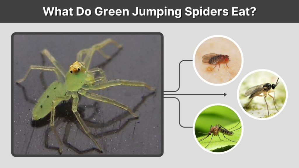 What Do Green Jumping Spiders Eat?