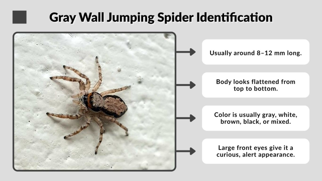Gray Wall Jumping Spider Identification