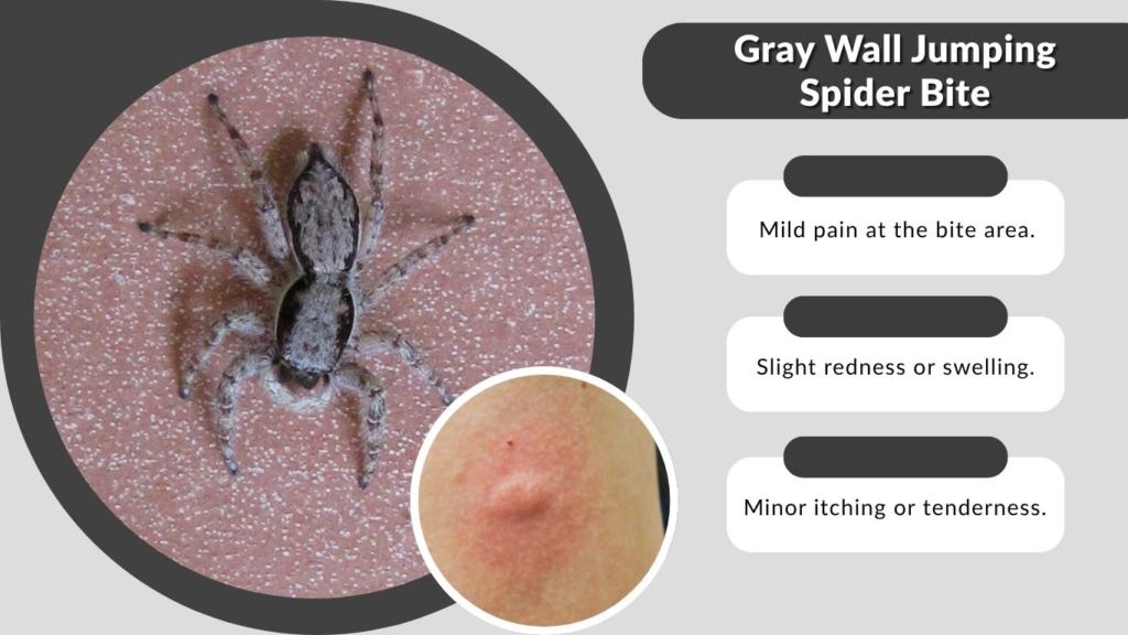 Gray Wall Jumping Spider Bite