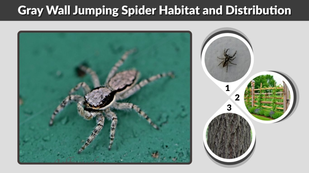 Gray Wall Jumping Spider Habitat and Distribution
