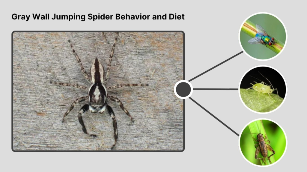 Gray Wall Jumping Spider Behavior and Diet