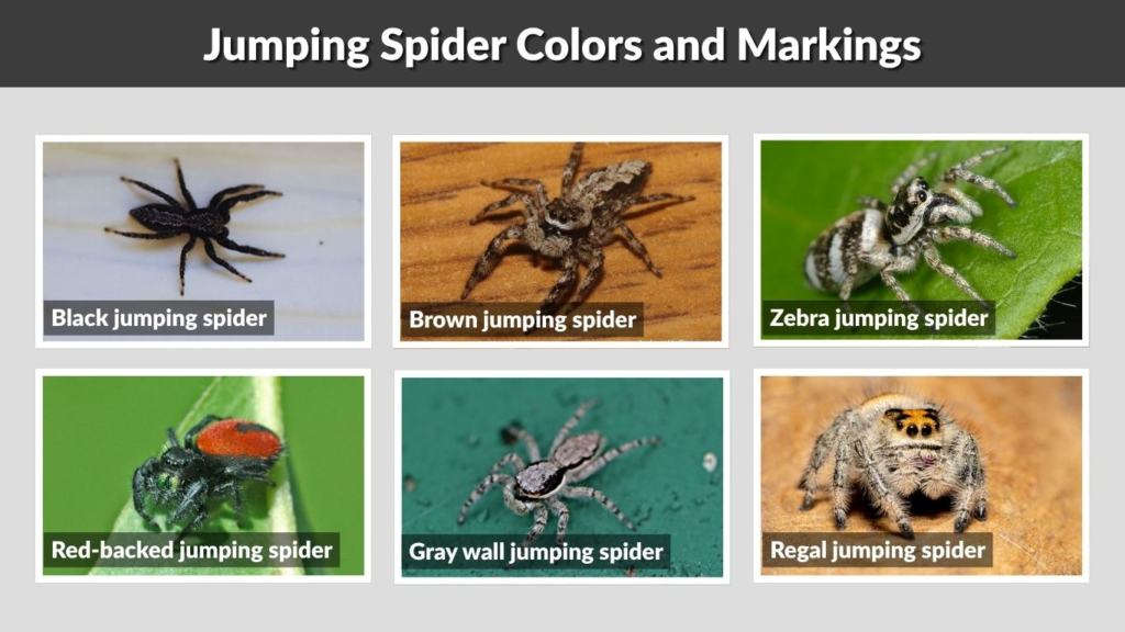Jumping Spider Colors and Markings