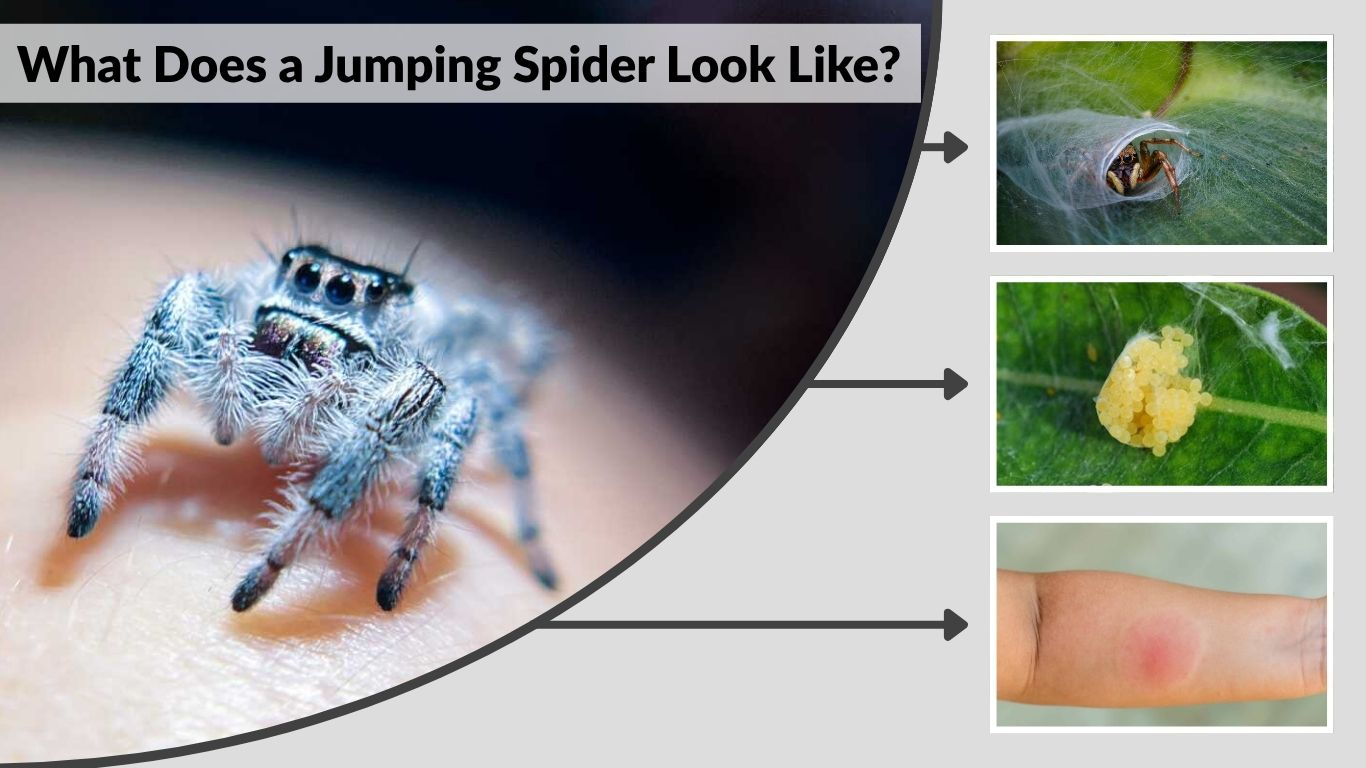 What Does a Jumping Spider Look Like? Identification Guide