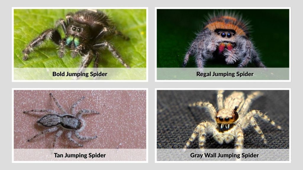 Common Jumping Spider Species in Texas
