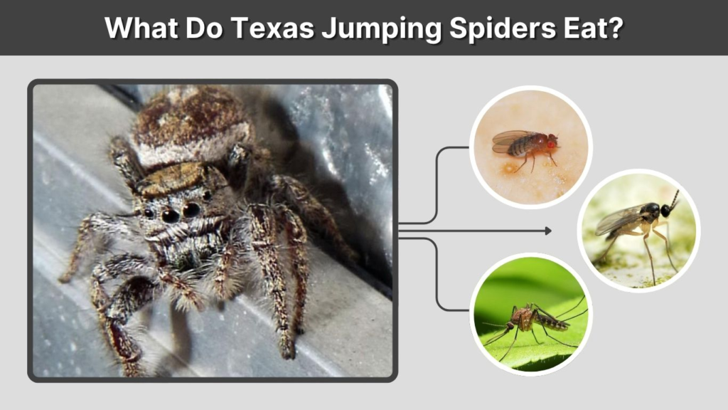 What Do Texas Jumping Spiders Eat?