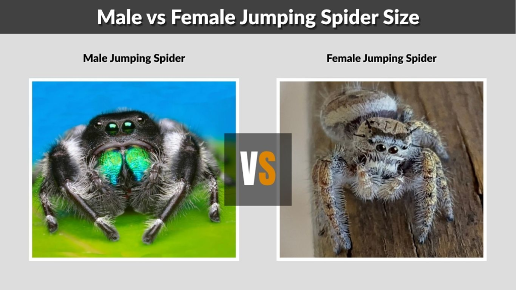 Male vs Female Jumping Spider Size