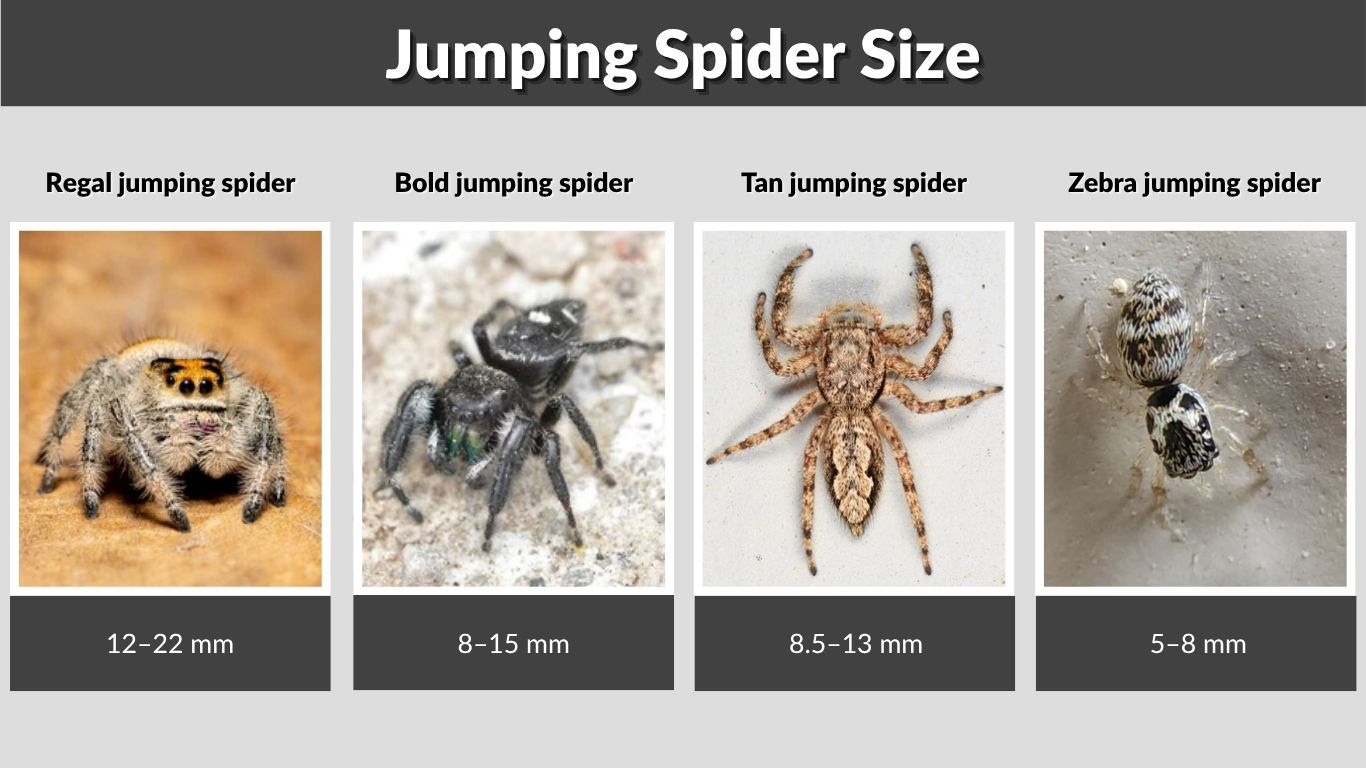 Jumping Spider Size: Chart, Species and Enclosure Guide