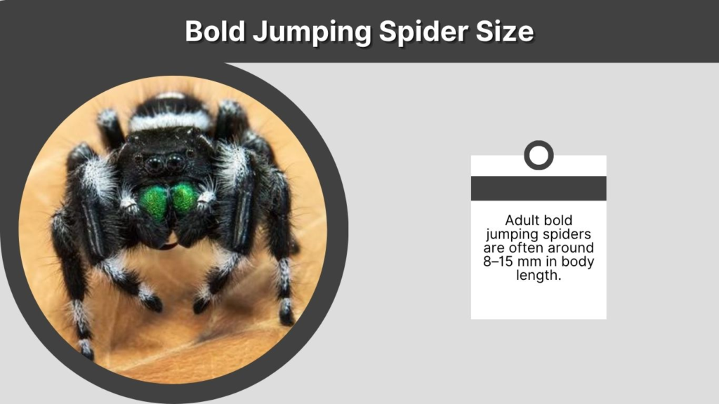 Bold Jumping Spider Size