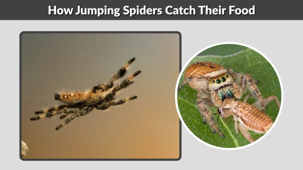 How Jumping Spiders Catch Their Food