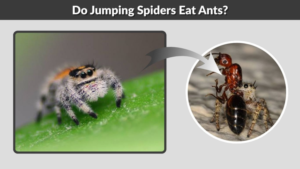 Do Jumping Spiders Eat Ants?