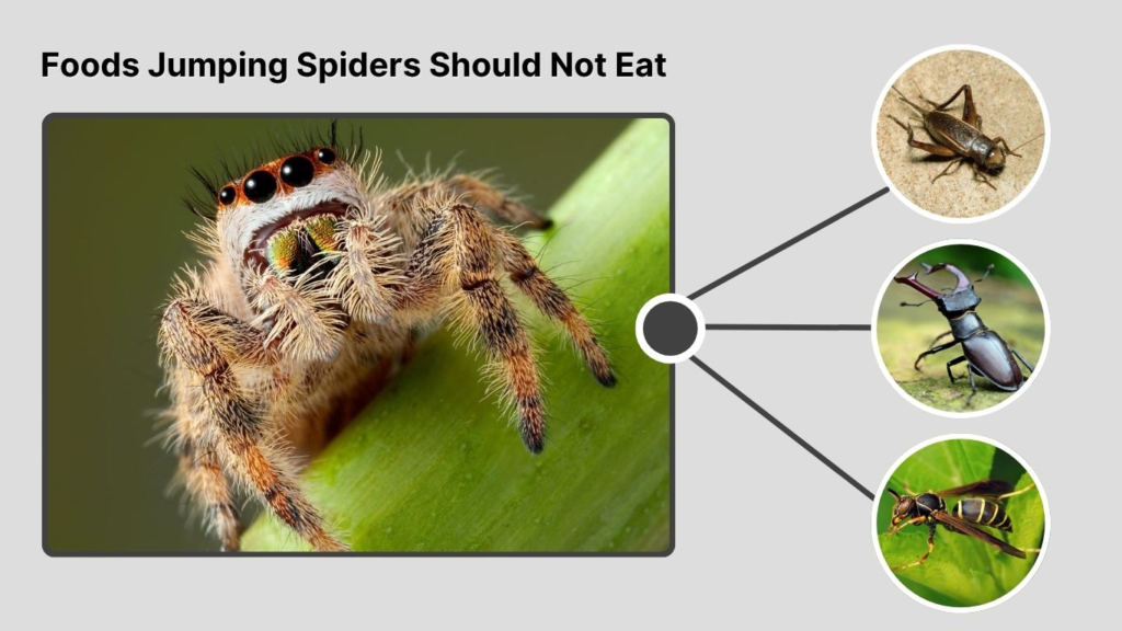 Foods Jumping Spiders Should Not Eat