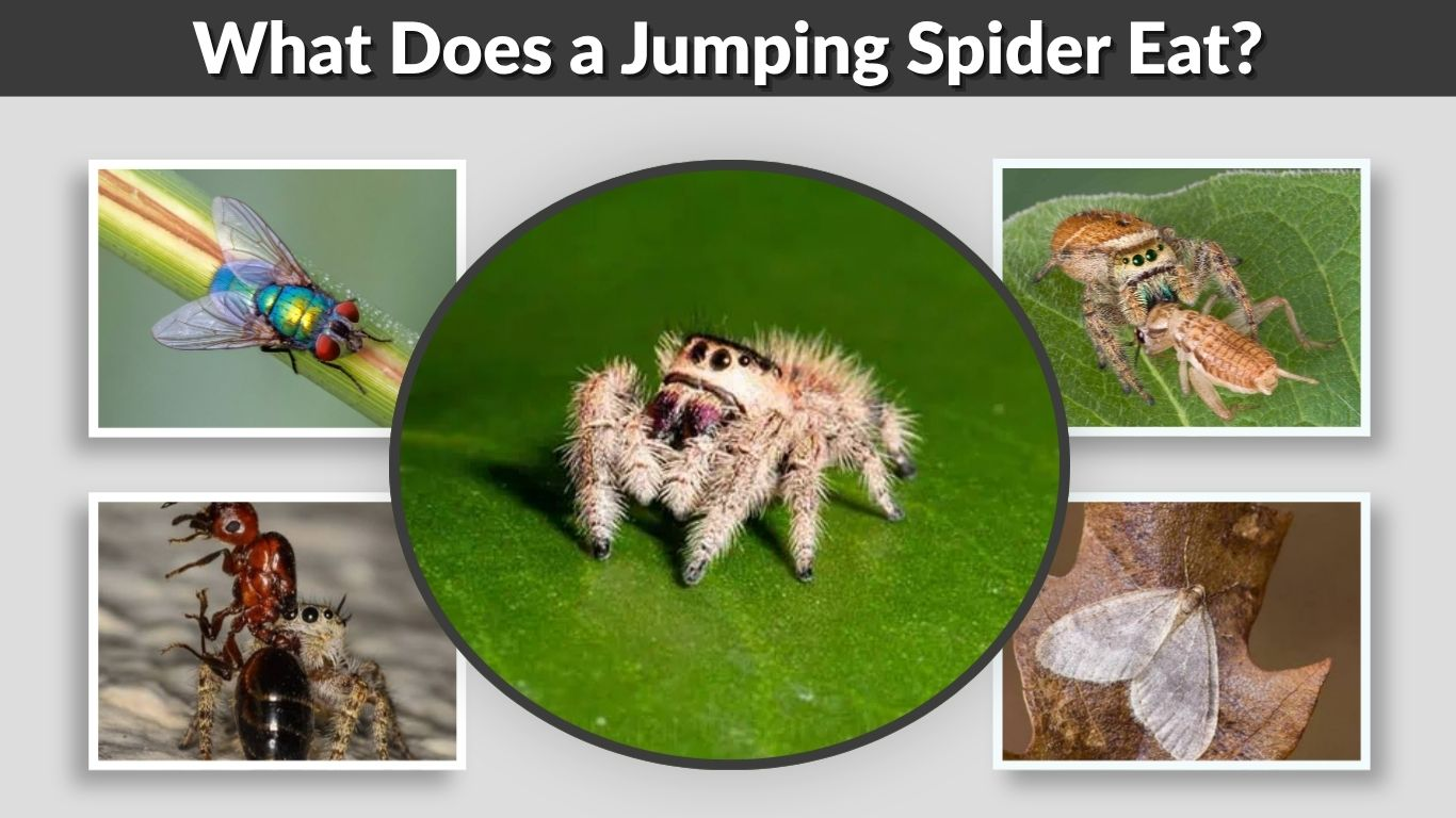 What Does a Jumping Spider Eat? Complete Diet Guide