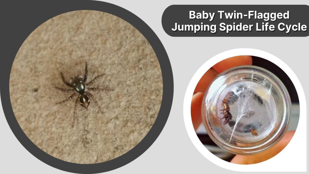 Baby Twin-Flagged Jumping Spider Life Cycle
