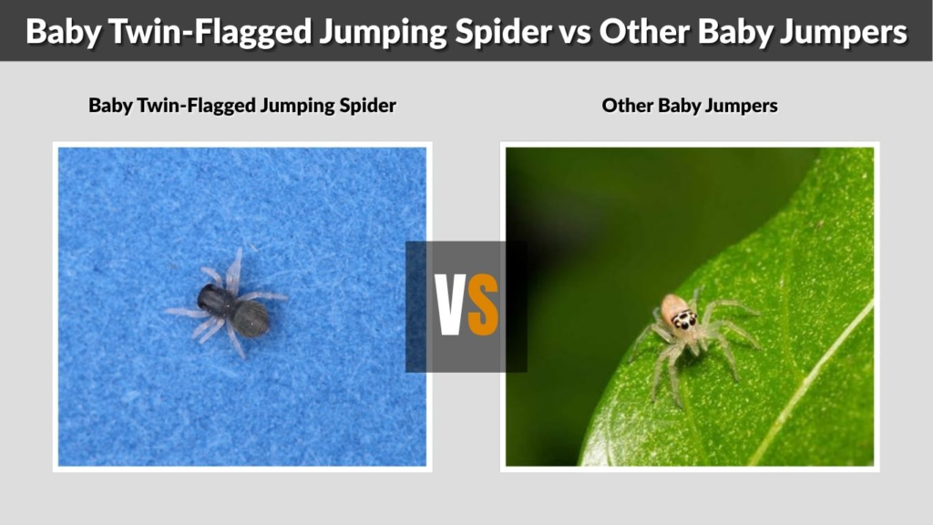 Baby Twin-Flagged Jumping Spider vs Other Baby Jumpers