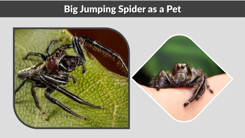 Big Jumping Spider as a Pet