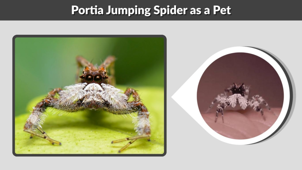 Portia Jumping Spider as a Pet