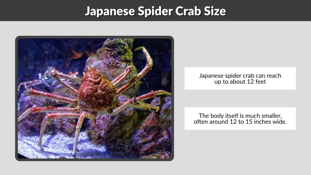 Japanese Spider Crab Size