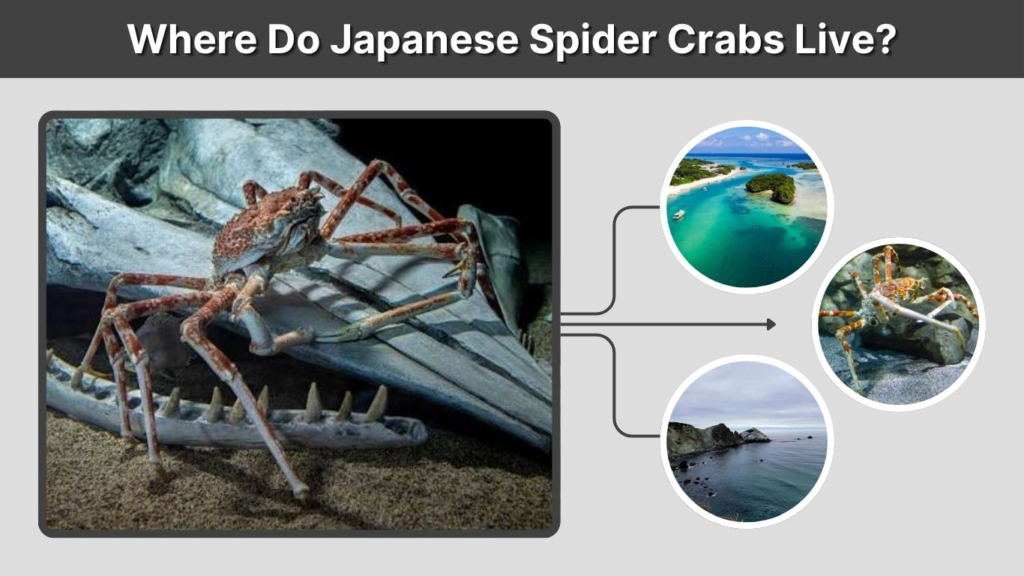 Where Do Japanese Spider Crabs Live?