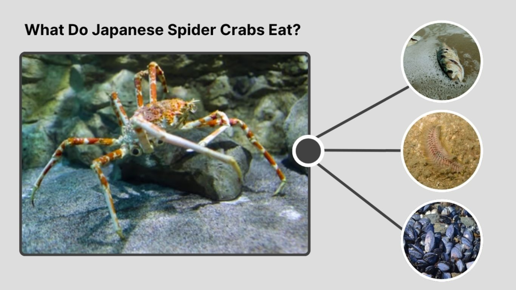 What Do Japanese Spider Crabs Eat?