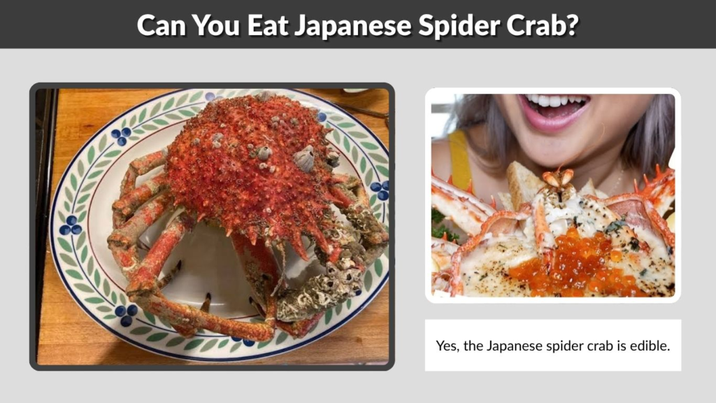 Can You Eat Japanese Spider Crab?