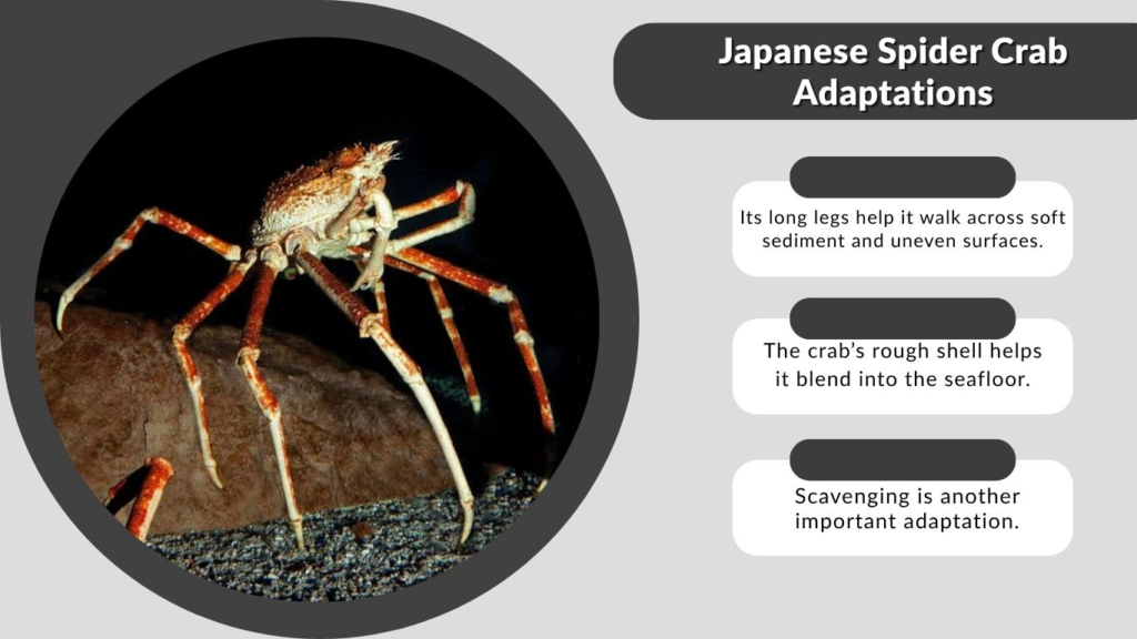 Japanese Spider Crab Adaptations