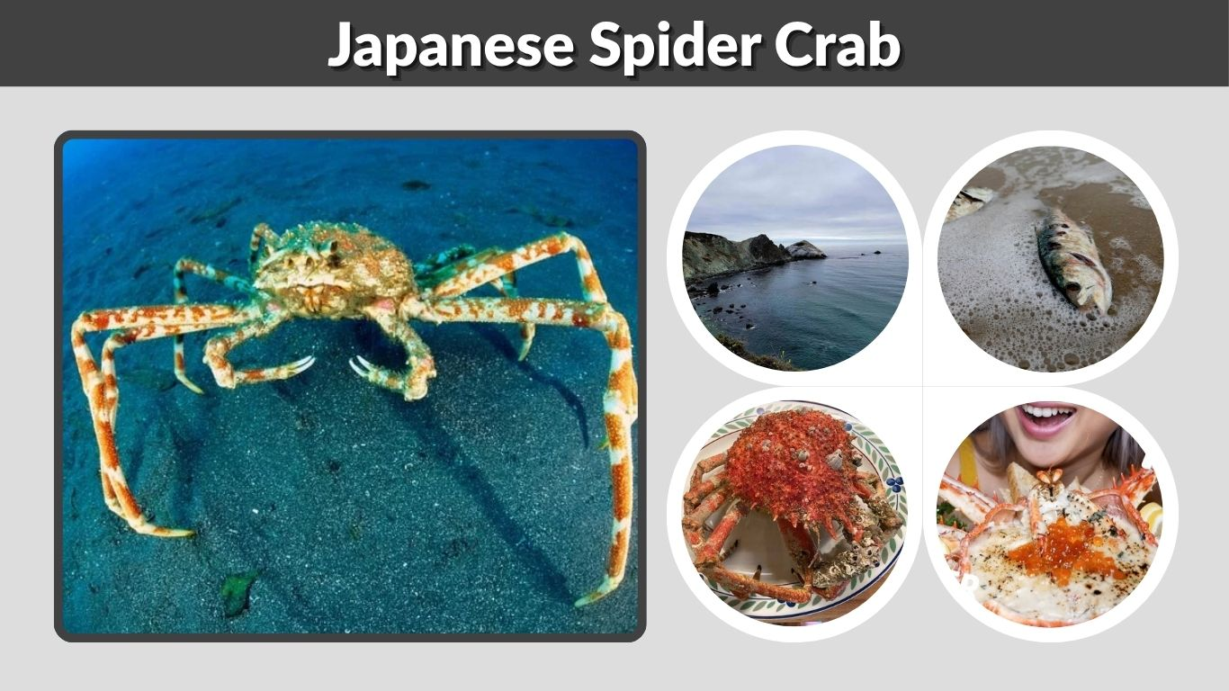 Japanese Spider Crab: Size, Habitat, Diet and Facts