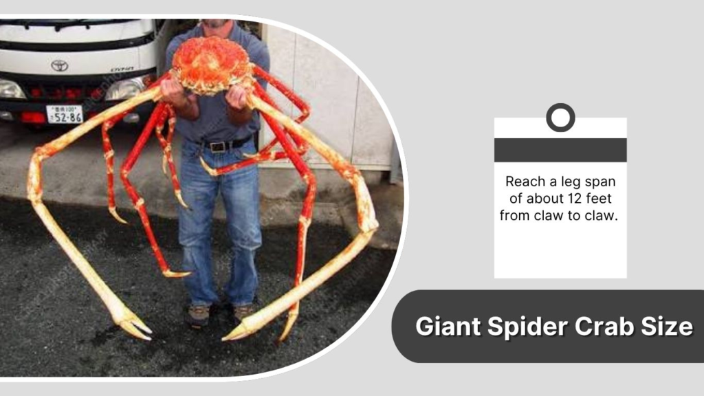 Giant Spider Crab Size