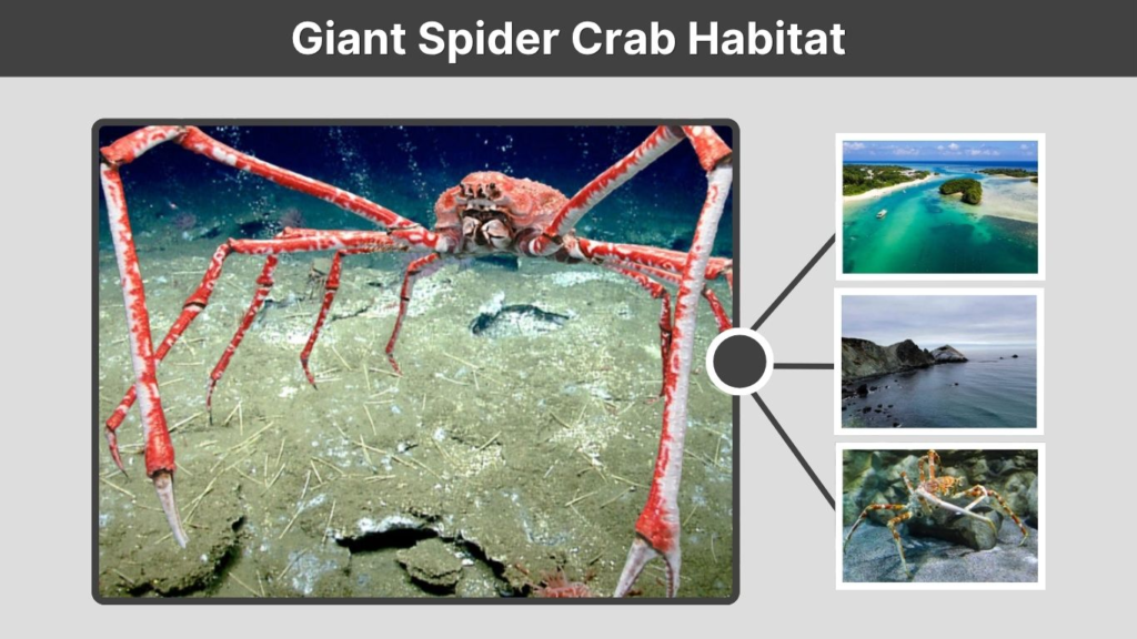 Giant Spider Crab Habitat